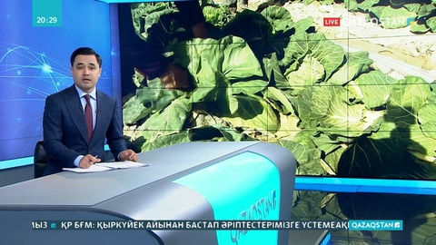 Түркістан облысынан 500 тонна қырыққабат Беларусь еліне жөнелтілді