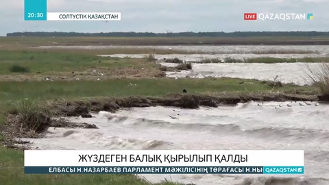 Солтүстік Қазақстан облысындағы Питное көлінде балықтар қырылуда