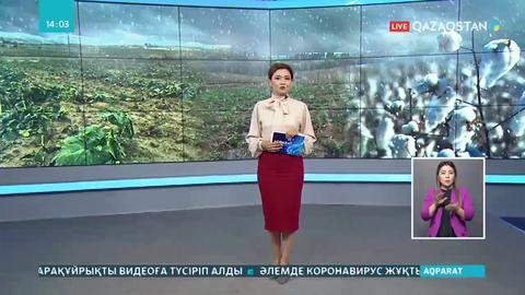 Түркістан облысында бұршақ жауып, 175 гектар егістік алқабы жарамсыз қалды