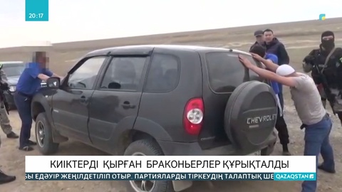 Батыс Қазақстанда 400 киіктің мүйізін заңсыз кескендер ұсталды