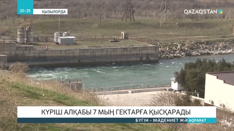 Сыр өңірінде күріш алқабы 7 мың гектарға қысқарды