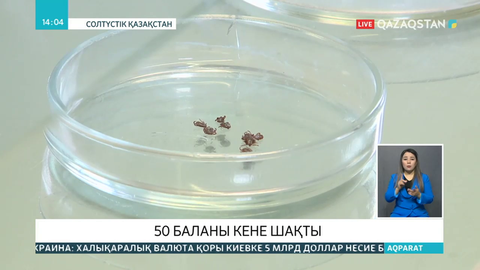 СҚО-да 50 баланы кене шақты