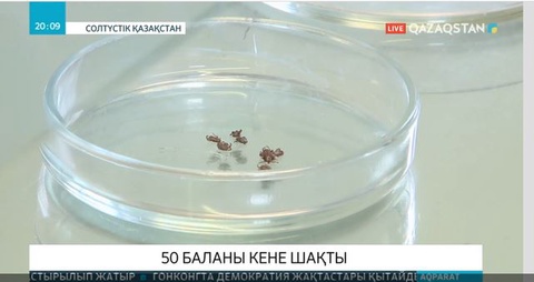 Теріскейде 50 баланы кене шаққан