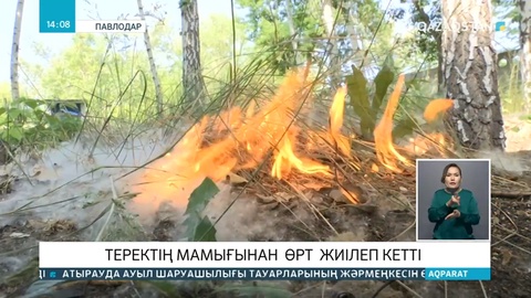 Теректің мамығынан өрт жиілеп кетті