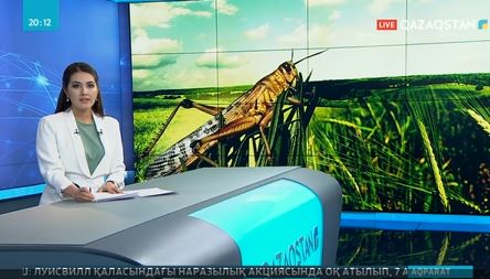 Шегірткеге қарсы күрес жұмыстары жүріп жатыр