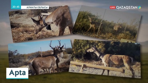 Іле Балқаш резерватында Тұран жолбарысының популяциясын жаңғырту жұмыстары жүріп жатыр