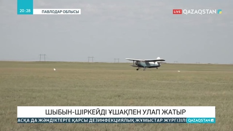 Павлодарда масаны улау жұмыстары жүргізілуде