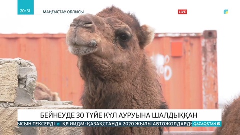 Бейнеуде 30 түйе күл ауруына шылдыққан