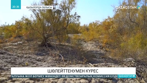 Арал теңізінің құрғап қалған табанына 5 миллион сексеуіл отырғызылды