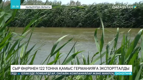 Сыр өңірінің қамысы алғаш рет Еуропаға экспортталды