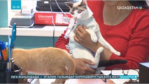 Жануарларды қорлағандарға қатысты жаза күшейтіледі
