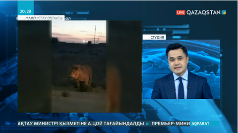 Ақтаудың іргесіндегі Ақшұқыр ауылында жабайы арыстан көше кезіп жүр