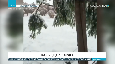 Жамбыл облысында тау бөктеріне қалың қар жауды