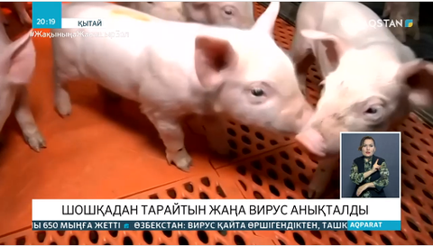 Қытайда жаңа тұмау вирусының штаммы анықталды