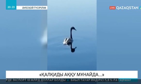 Мұнай қалдықтарында жүзіп жүрген аққу әлеуметтік желіде қызу талқыланды
