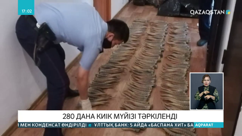 БҚО-да 280 дана киік мүйізін тасымалдаған браконьер ұсталды