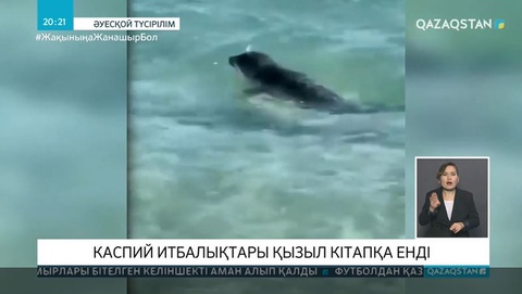 Каспий итбалықтары Қызыл кітапқа енді