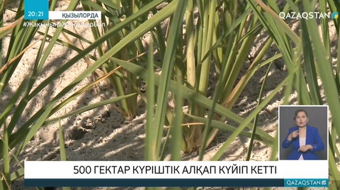 500 гектар күріштік алқап күйіп кетті