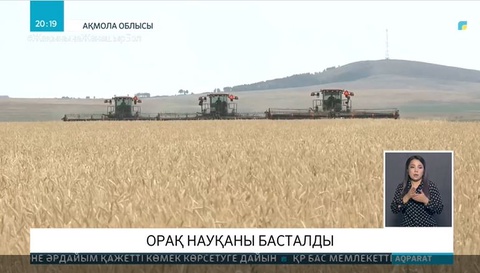 Ақмолалық диқандар егінге орақ сала бастады