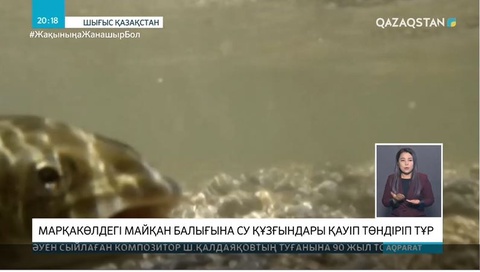 Су құзғындары майқан балығына қауіп төндіруде
