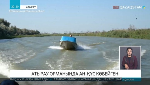 Атырау облысының ормандарында аң-құс көбейген