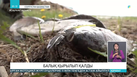 СҚО-дағы Шағалалы теңіз көлінде балық қырылып қалды