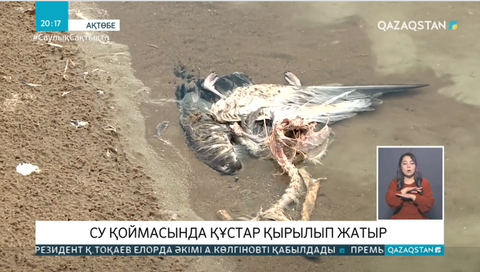 Ақтөбе жанындағы су қоймасында құстар жаппай қырылып жатыр