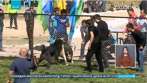 Елімізде ит таластыру турнирлеріне заңмен тыйым салынуы мүмкін