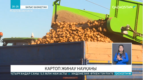 БҚО-да картоп жинау науқаны қызу жүріп жатыр