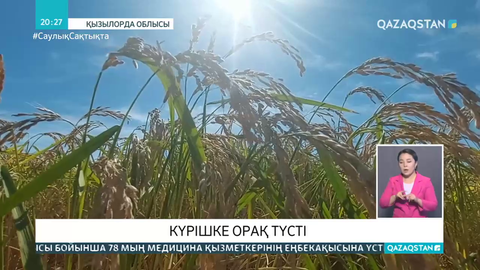 Сыр диқандары күрішке орақ салды