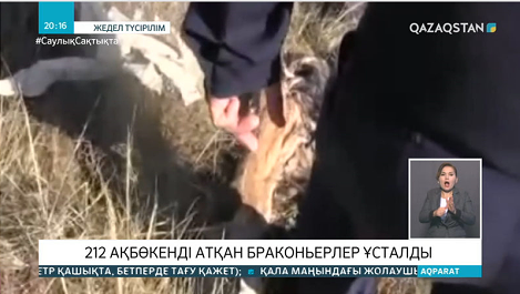 Қарағанды облысында 200-ден аса ақбөкенді қырған браконьерлер ұсталды