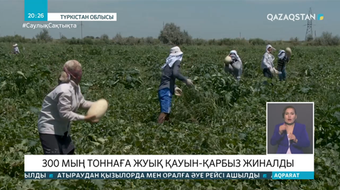 Мақтаралдық диқандар 300 мың тоннаға жуық қауын-қарбыз жинады