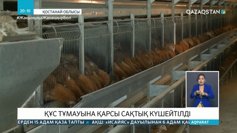 Құс тұмауына қарсы сақтық күшейтілді