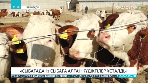 «Сыбаға» бағдарламасы аясында бюджеттен 233 млн теңге жымқырғандар ұсталды