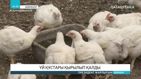 СҚО-ның 3 ауданына қарасты елді мекендерде үй құстары қырылып қалды