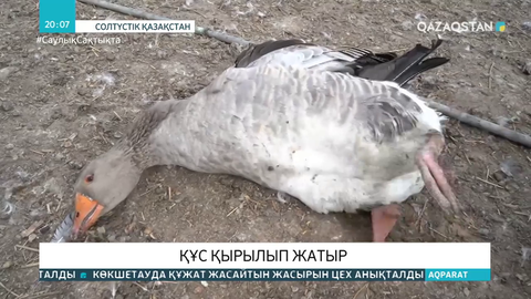 СҚО-ның Қызылжар ауданында үй құстары қырылып жатыр