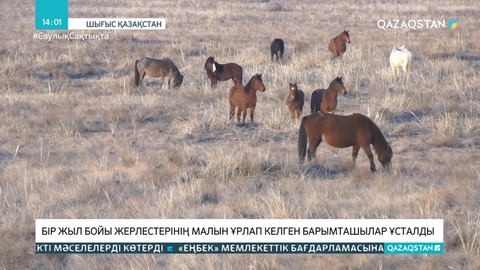 ШҚО-да бір жыл бойы жерлестерінің малын ұрлап келген барымташылар ұсталды