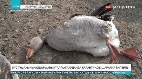 СҚО-ның 7 ауданында құс тұмауының ошақтары табылды
