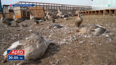 СҚО-да құс тұмауына байланысты карантин жарияланды