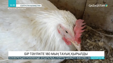 СҚО-дағы құс фабрикасында бір тәулікте 180 мың тауық қырылды