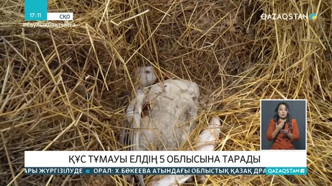 Еліміздің 5 облысында құс тұмауы анықталды
