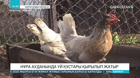 Қарағанды облысының Нұра ауданында үй құстары қырылып жатыр