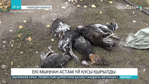 Павлодар облысында 2 мыңнан астам үй құсы қырылды