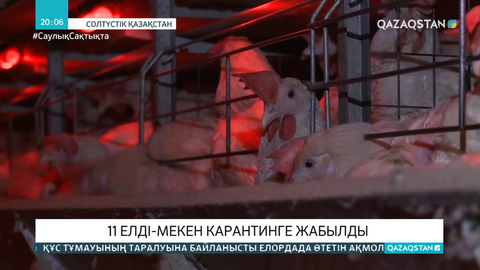 Якорь құс фабрикасында 180 мың құс әдейі өлтірілген