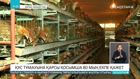 80 мың вакцина қажет: БҚО-да құс тұмауының алдын алу шаралары жүріп жатыр