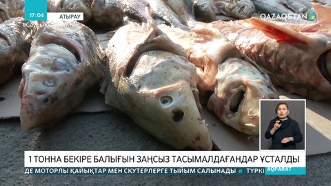 Атырауда 1 тонна бекірені заңсыз тасымалдағандар ұсталды