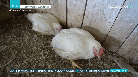 Теріскейде 107 мың құс қырылды