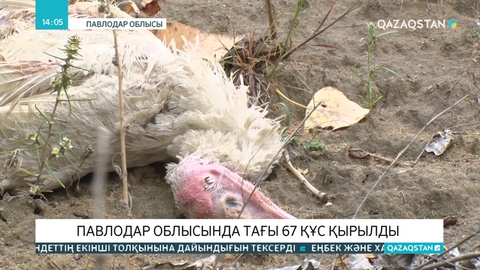 Павлодар облысында үй құстары жаппай қырылып жатыр