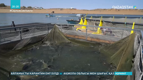 Шардара ауданындағы балық шаруашылығы қолдауға зәру