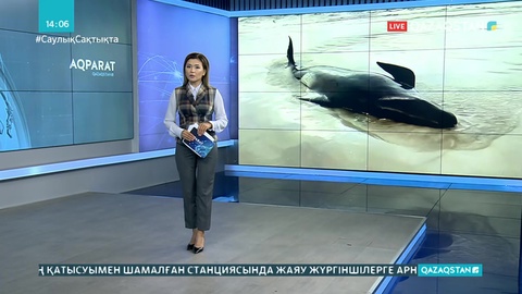 Австралияда теңіз жағасына шығып қалған 88 кит құтқарылды